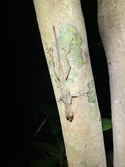 Anolis polylepis
