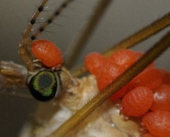 Calyptostomatidae