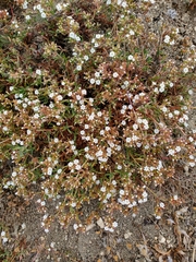Chorizanthe limariensis