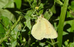Colias lesbia