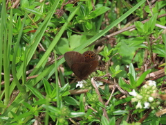 Idioneurula erebioides