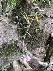 Epidendrum centropetalum
