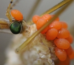 Calyptostomatidae