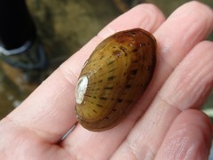 Cambarunio taeniatus