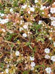 Chorizanthe limariensis