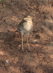 Burhinus senegalensis