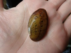 Cambarunio taeniatus