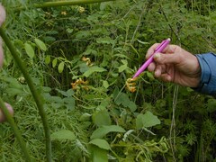 Lathyrus holochlorus
