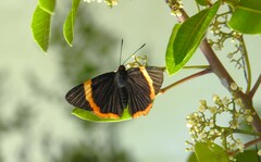 Riodina lycisca