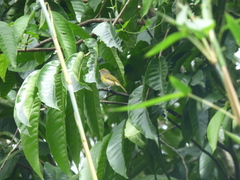 Hylophilus thoracicus