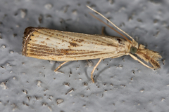 Agriphila vulgivagellus