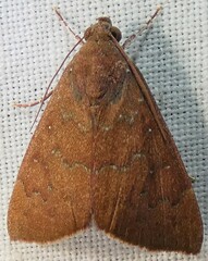 Anomis illita