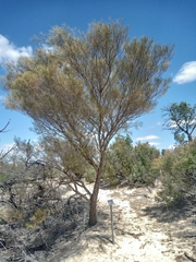 Allocasuarina paludosa