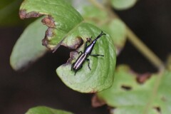 Brentidae
