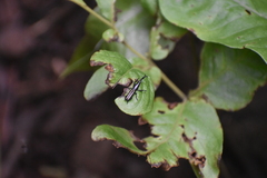 Brentidae