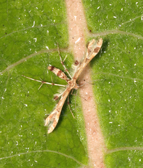 Oxyptilini