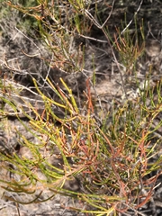 Allocasuarina paludosa