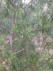 Callitris columellaris