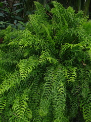 Nephrolepis biserrata