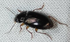 Notiobia