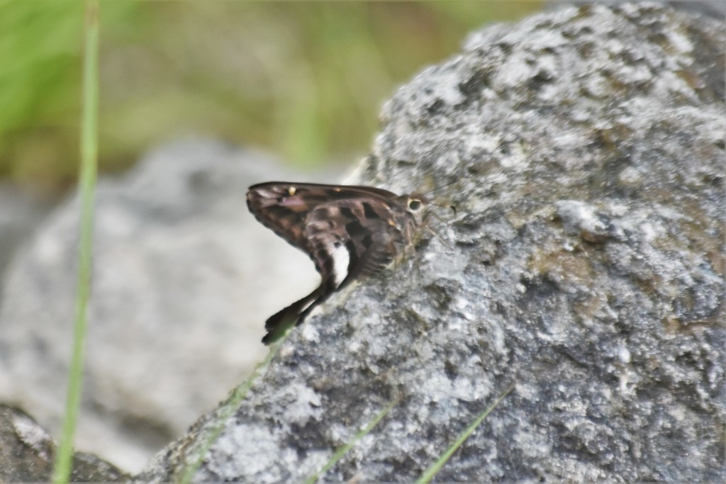 Yucatan Mottled-Skipper