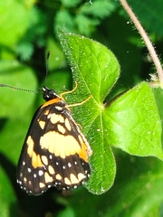 Chlosyne lacinia