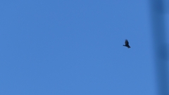 Rupornis magnirostris