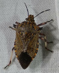 Alcaeorrhynchus grandis