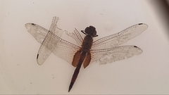 Tramea darwini