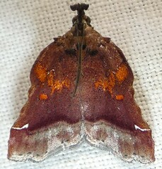 Clydonopteron sacculana