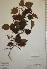 Crataegus macrosperma