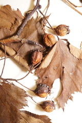 Crataegus macrosperma