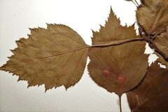 Crataegus macrosperma