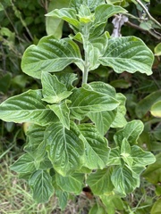 Hypoestes aristata