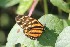 Eueides isabella eva