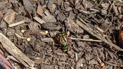 Eupoecila australasiae
