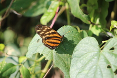 Eueides isabella eva