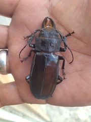 Mallodon spinibarbis