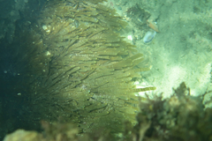 Rugulopteryx marginata