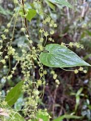 Dioscorea grisebachii