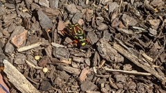 Eupoecila australasiae