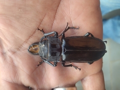 Mallodon spinibarbis