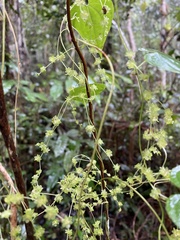 Dioscorea grisebachii