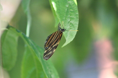 Eueides isabella eva