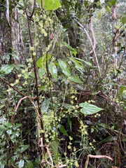 Dioscorea grisebachii