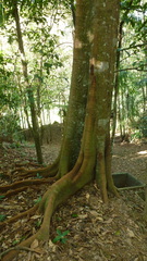 Tachigali panamensis