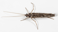Limnephilus