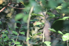 Dircenna kolijkensis