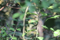 Dircenna kolijkensis