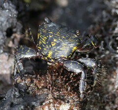 Pachygrapsus socius